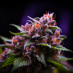 The Cannabis Plant